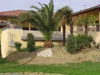Aménagements de palmiers
