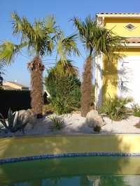 Aménagements de piscine avec palmiers